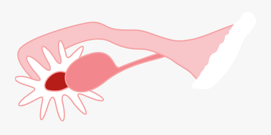Ovary Png Clipart , Png Download - Ovary, Transparent Clipart