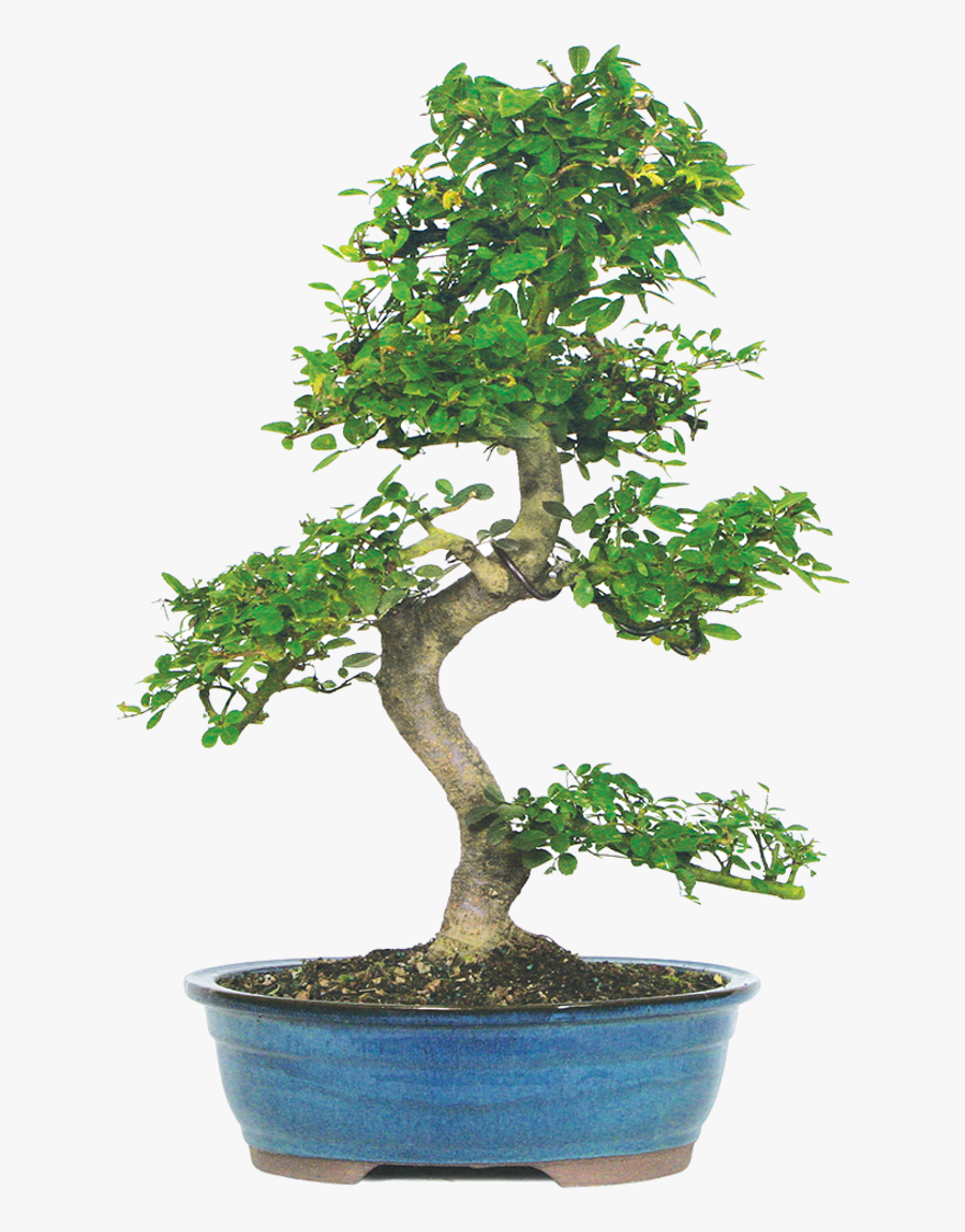 Clip Art Bonsai Apple - Chinese Elm Bonsai, Transparent Clipart