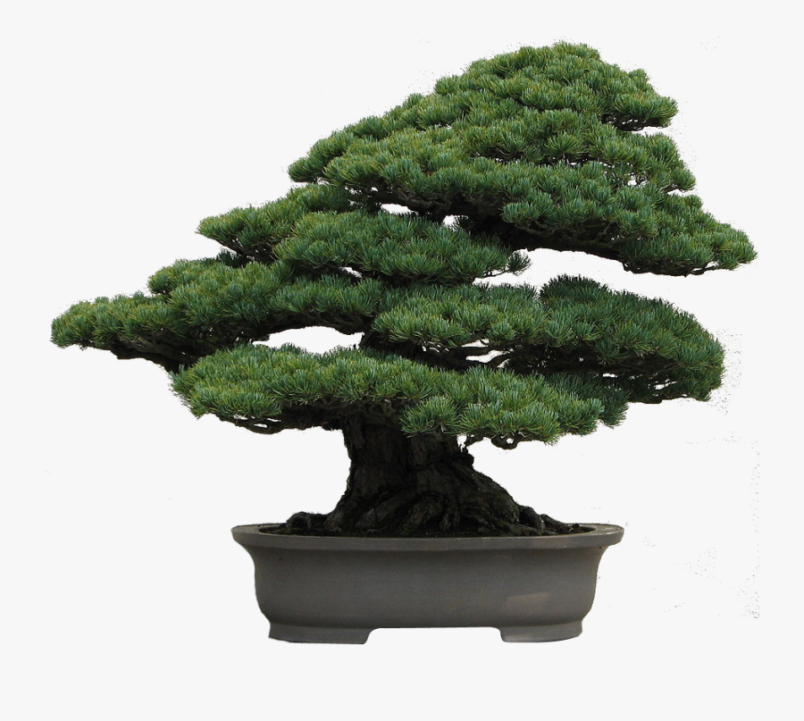Clip Art Japanese Black Pine Bonsai Evergreen Bonsai Tree , Free