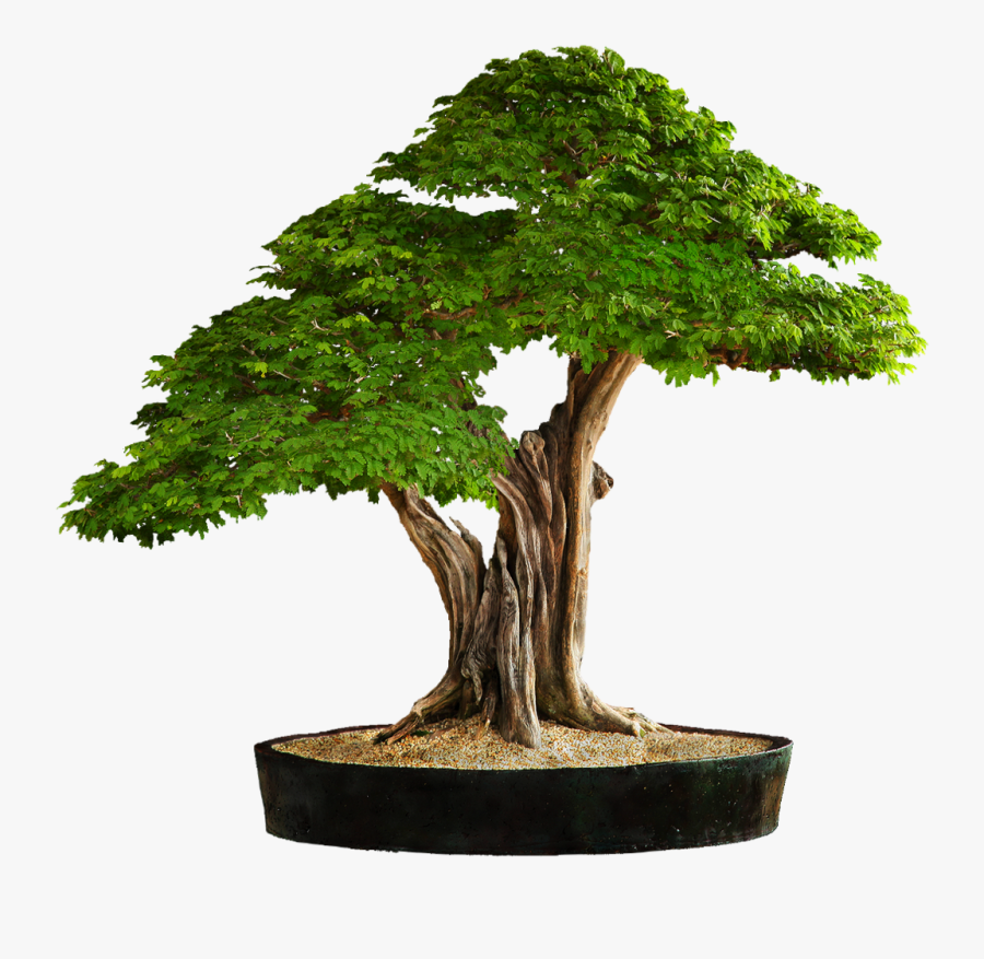 Transparent Arbre Png - Lozano Deset, Transparent Clipart