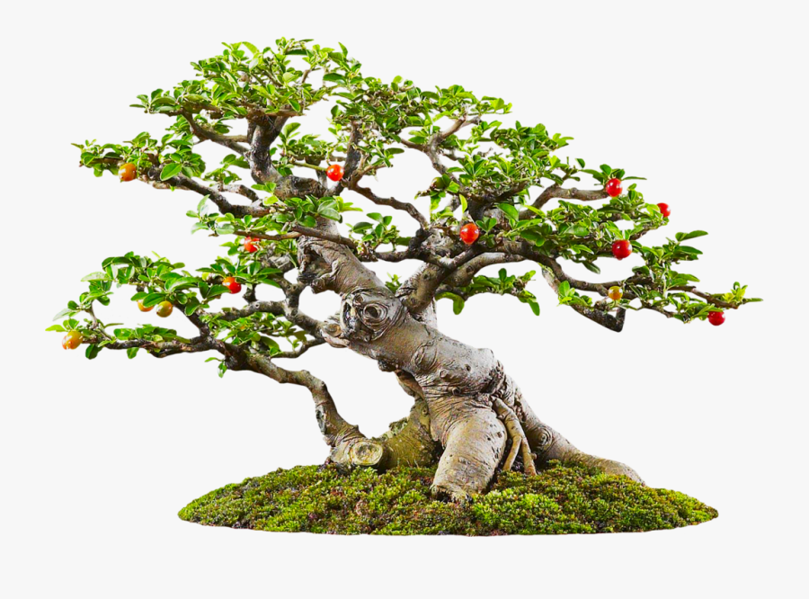 Japanese Bonsai Tree Png , Transparent Cartoons - Sageretia Theezans Bonsai, Transparent Clipart