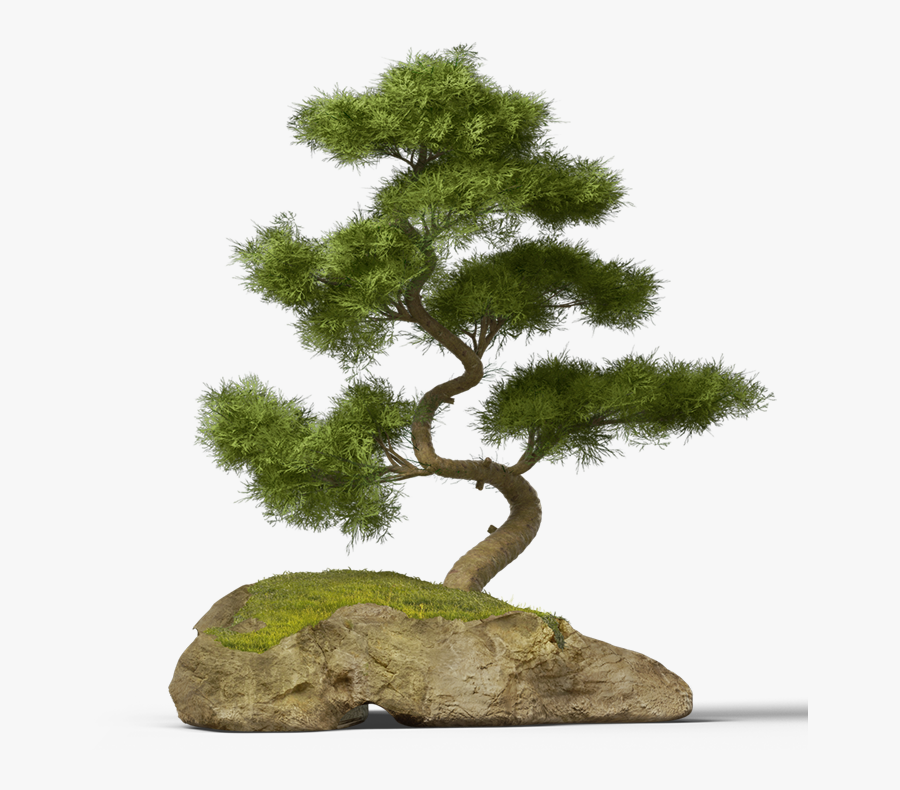 #bonsai #tree #chinese #asian #japanese #ftestickers - Chinese Pine Tree Png, Transparent Clipart