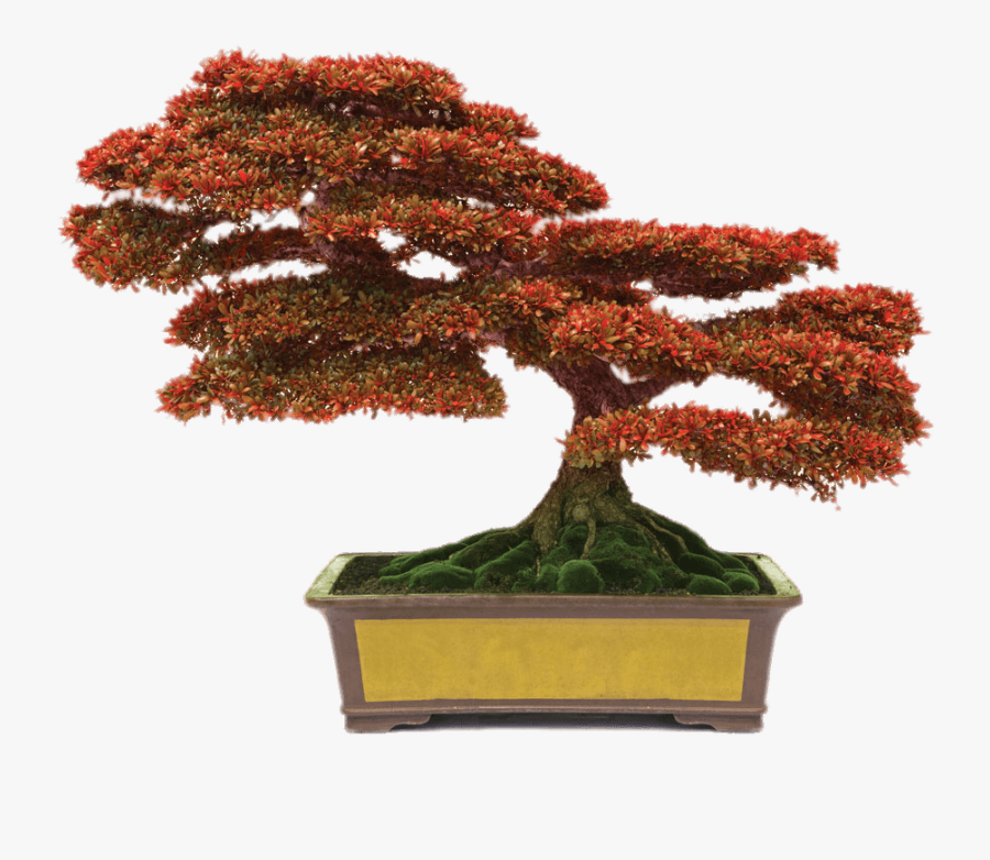 Bonsai With Red Leaves - Bonsai Png, Transparent Clipart