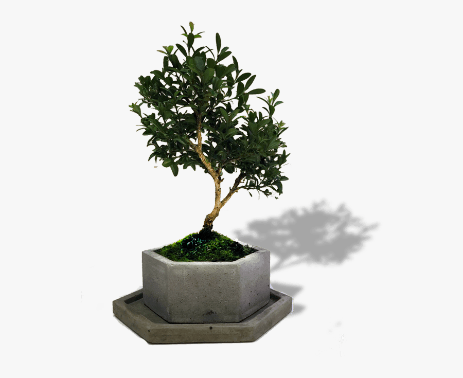 Sageretia Theezans, Transparent Clipart