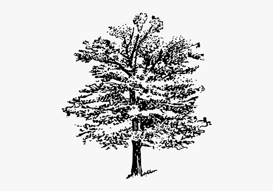 Transparent Library Tree Spruce M Csf - Illustration, Transparent Clipart