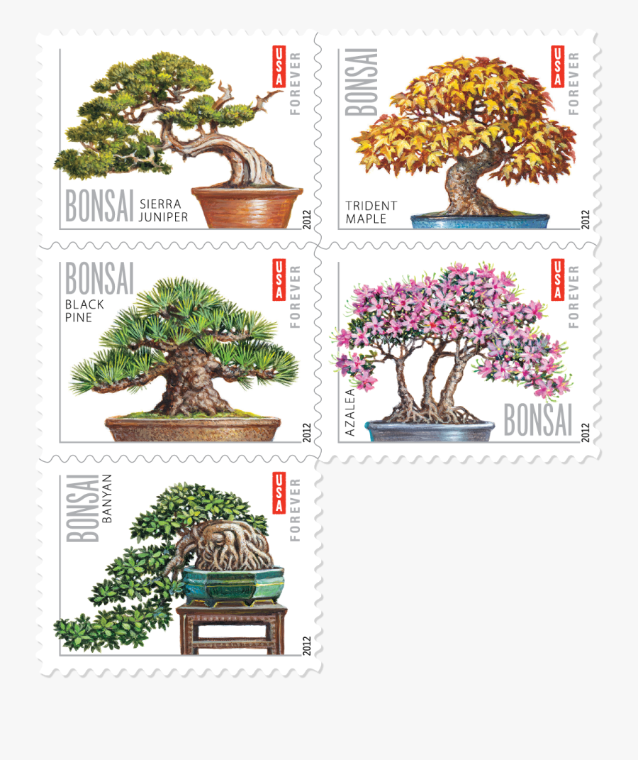 Transparent Bonsai Clipart - Bonsai Stamps, Transparent Clipart