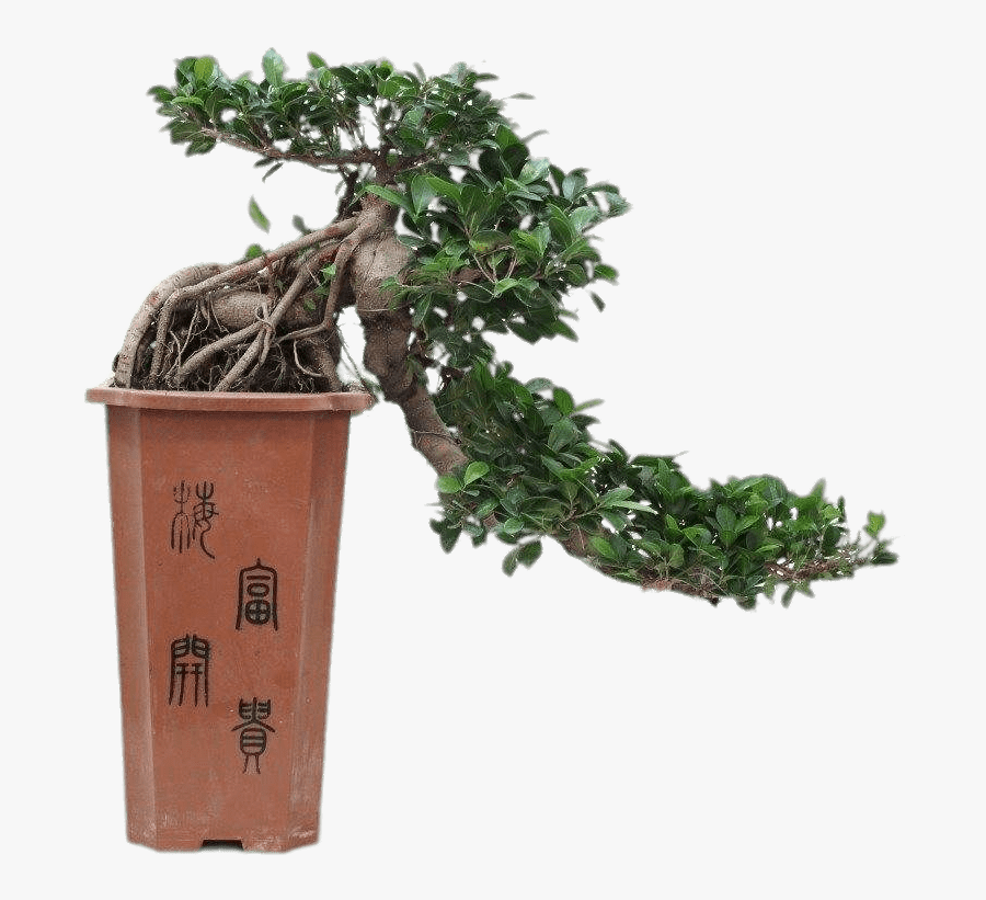Cascade Bonsai - Bonsai Ficus Semi Cascade, Transparent Clipart