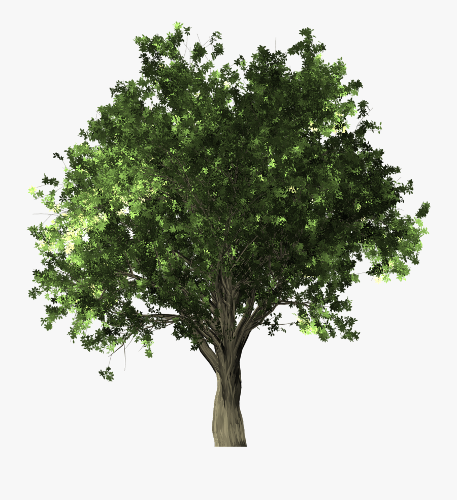 Black And White Oak Trees, Transparent Clipart