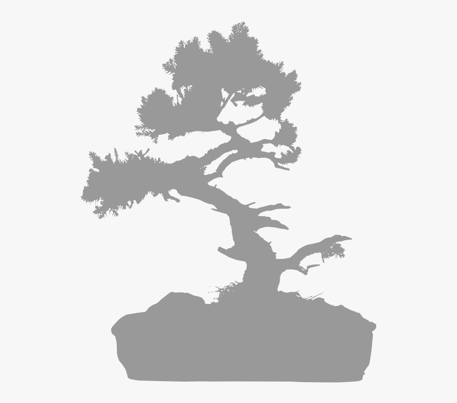 Chinese Elm - Oak, Transparent Clipart