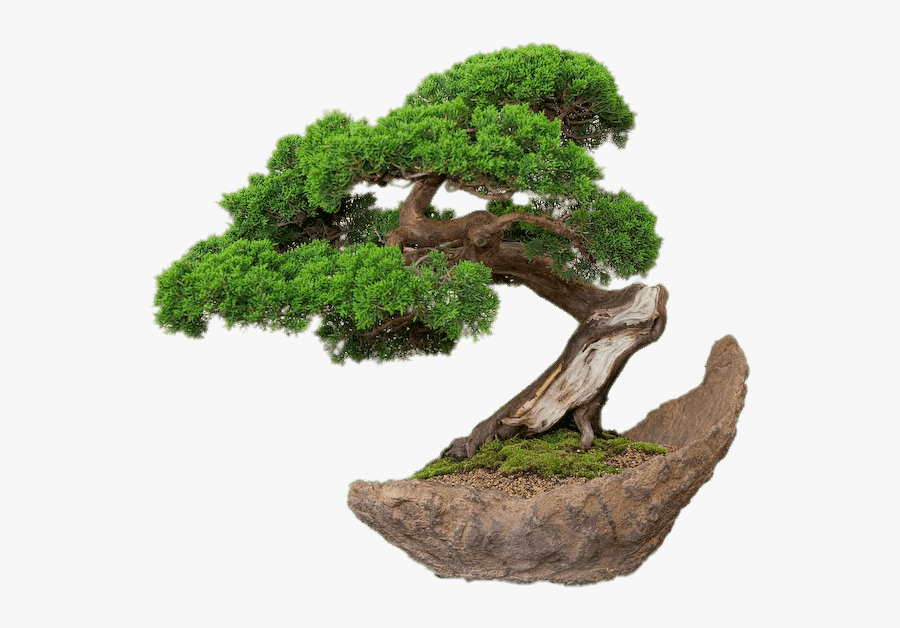 Bonsai On Stone Plate - Bonsai Transparent Background, Transparent Clipart