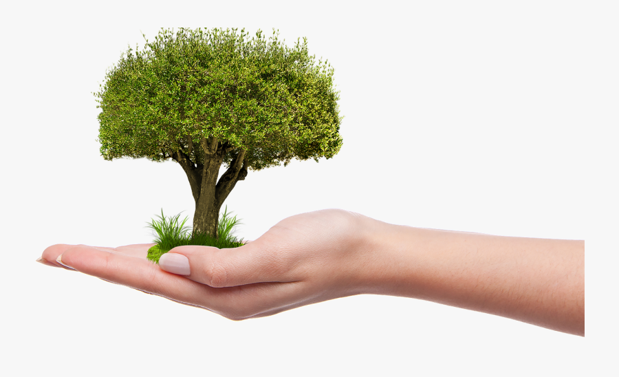 Nature Grow Hold Plant - Plant A Tree Png, Transparent Clipart