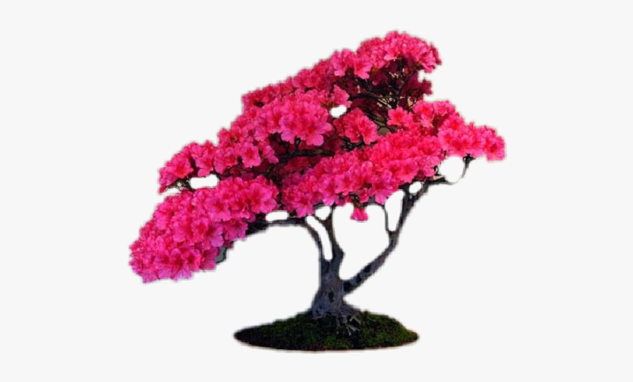 #pink #bonsai #flower #tree - Hoa Đỗ Quyên Bonsai, Transparent Clipart
