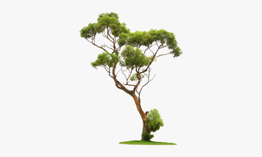 Transparent Tree Png Image Free Download Searchpng - Transparent Background Png Tree, Transparent Clipart