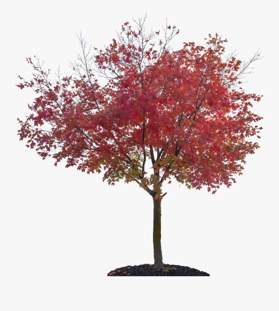 Autumn Trees Png - Japanese Maple Tree Png, Transparent Clipart