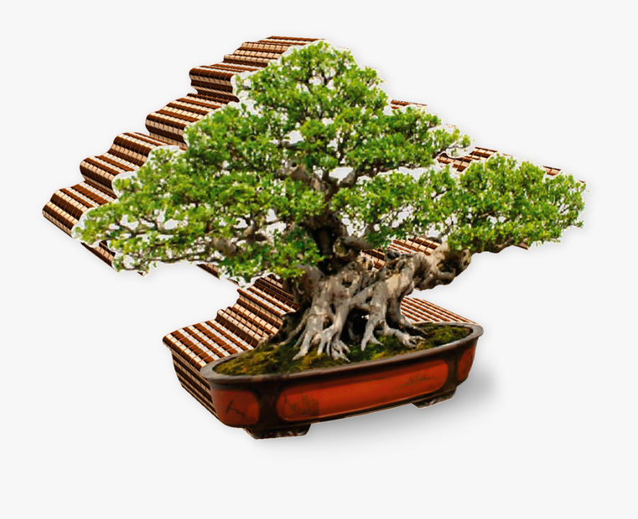 Bonsai Png - Bonsai, Transparent Clipart