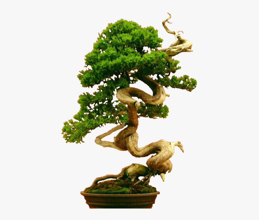 Scbonsaitree Bonsaitree Bonsai Ftestickers Freetoedit, Transparent Clipart