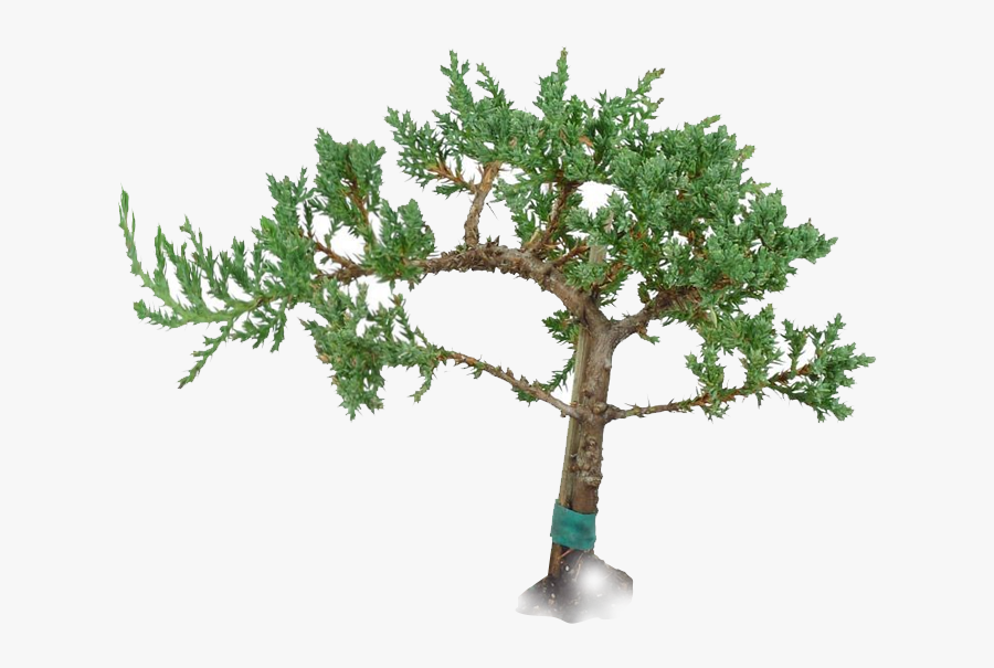 Windswept Juniper Bonsai - Pond Pine, Transparent Clipart