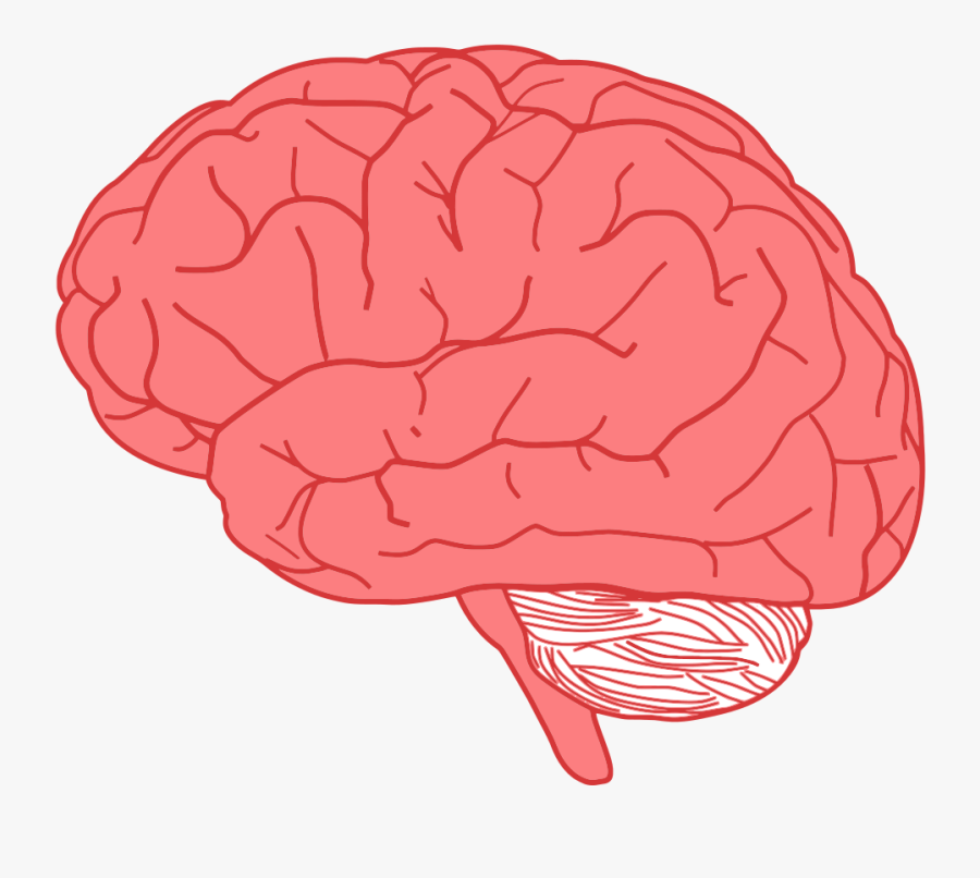 Cartoon Brain Png Transparent - Pikbest has 247 cartoon brain design