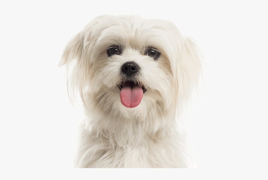 Cat Dog Deep Learning, Transparent Clipart