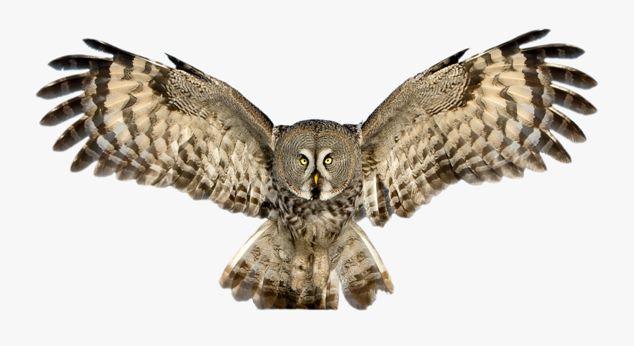 Horned Owl Clipart Elf Owl - Great Horned Owl Wings Out, Transparent Clipart