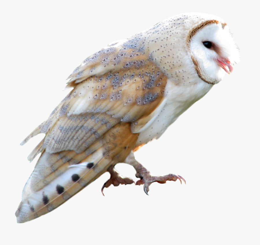 Bird,barn Of Prey,falconiformes,claw - Barn Owl Transparent Background, Transparent Clipart