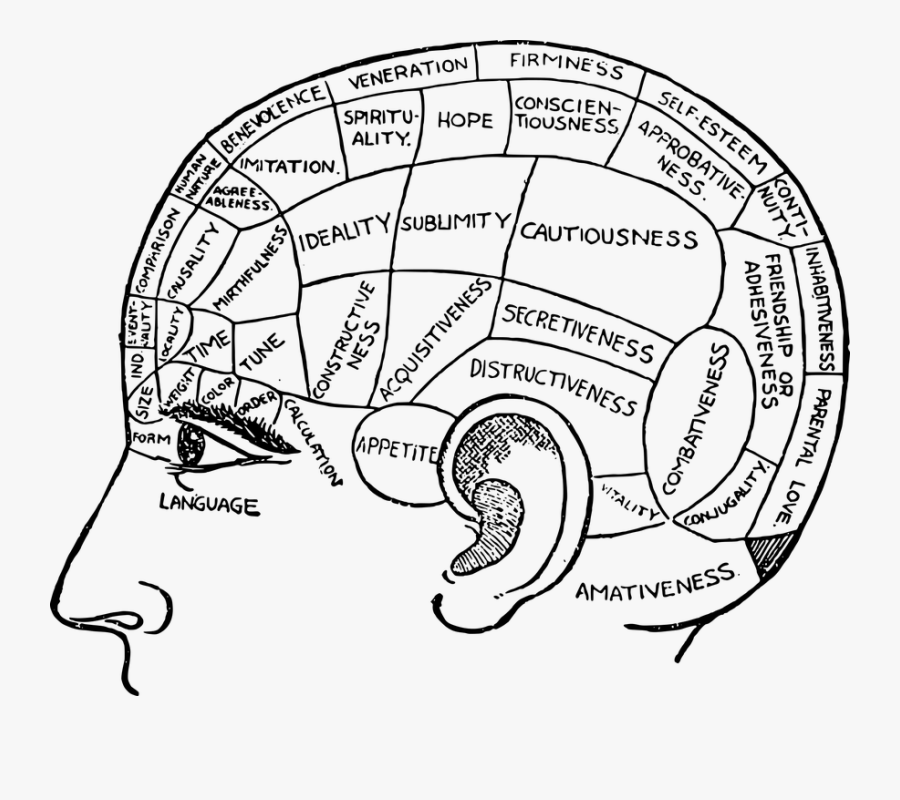 Cartoon Brain At Getdrawings - My Brain, Transparent Clipart
