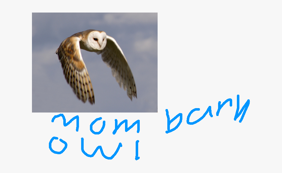 Transparent Sad Owl Clipart - Australian Masked Owl Flying, Transparent Clipart