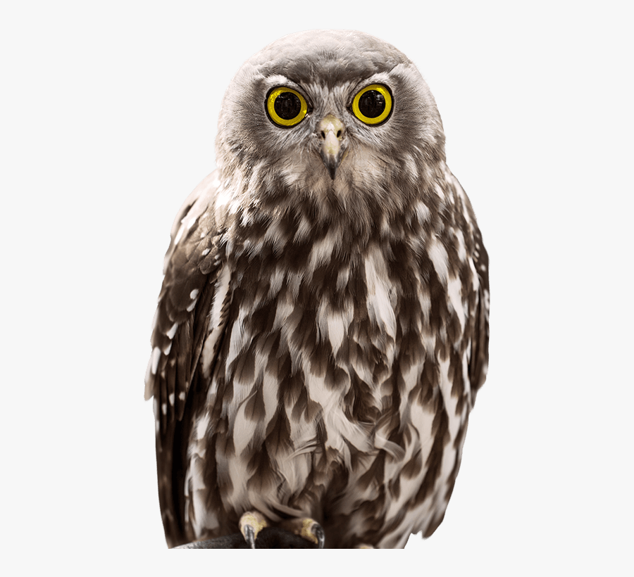 Owl Side, Transparent Clipart