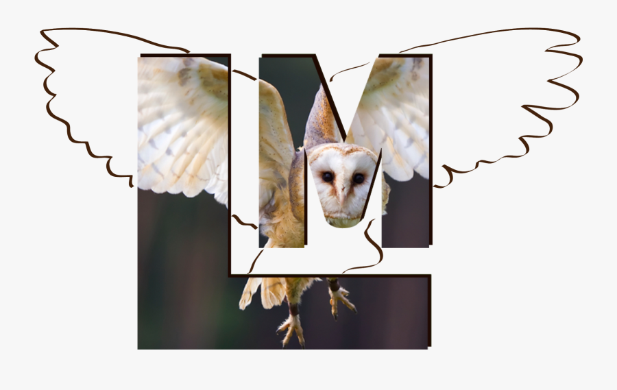 Transparent Inverted Cross Png - Animal Wing, Transparent Clipart