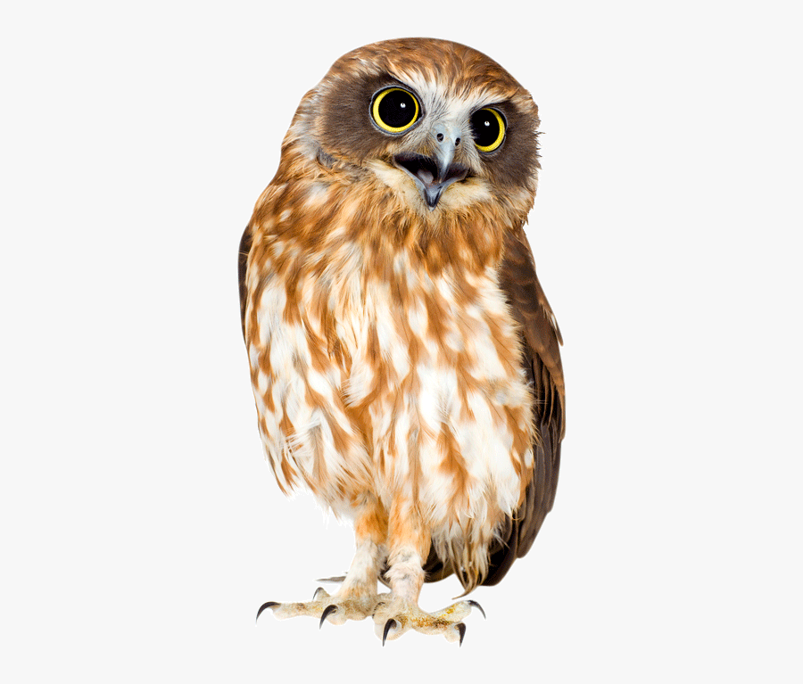 Owl, Transparent Clipart