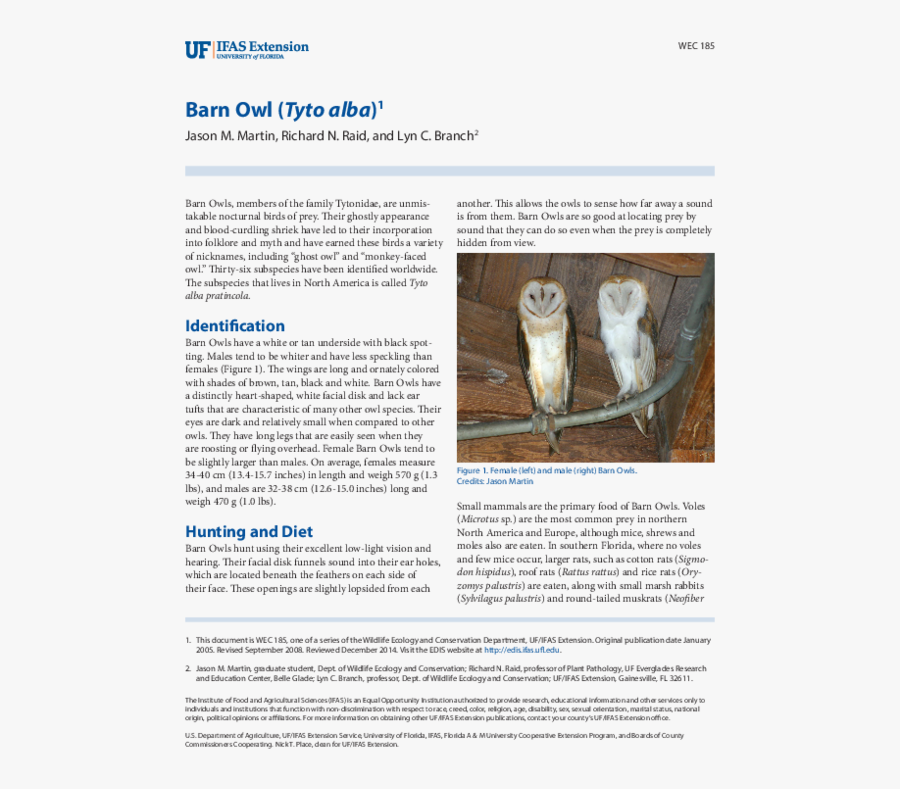 Barn Owl, Transparent Clipart