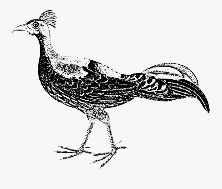 Pheasant,grouse,fowl - ไก่ฟ้า ภาพ วาด, Transparent Clipart