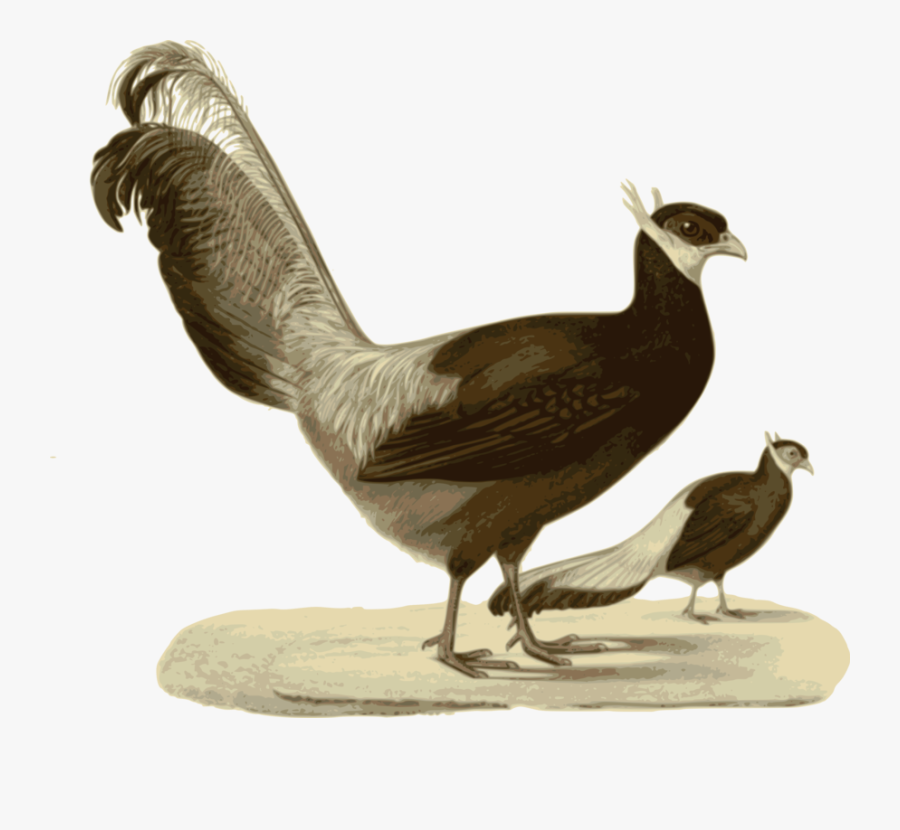 Poultry,fowl,phasianidae - Blue Eared Pheasant, Transparent Clipart