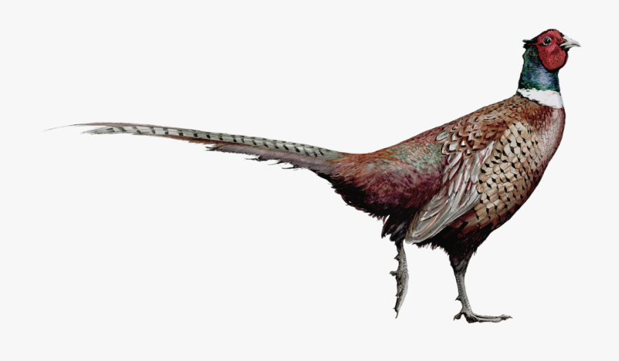 Pheasantsmaller - Ring-necked Pheasant, Transparent Clipart