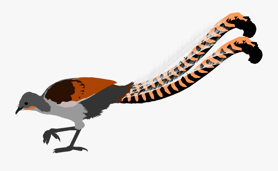 Clip Art Lyre Bird, Transparent Clipart