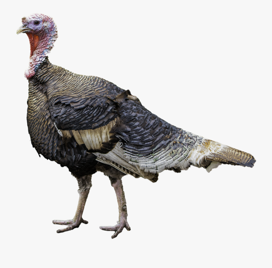 Turkey Bird Png Transparent Images - Turkey Meat, Transparent Clipart