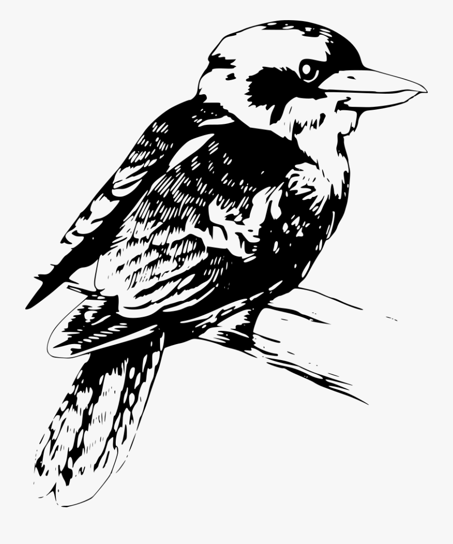 Bird Clipart Kookaburra - Kookaburra Black And White, Transparent Clipart