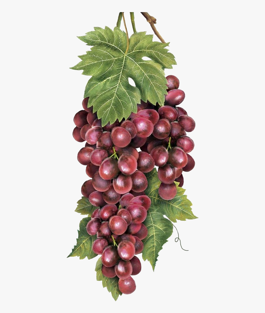 Bodegon Racimo De Uvas, Transparent Clipart
