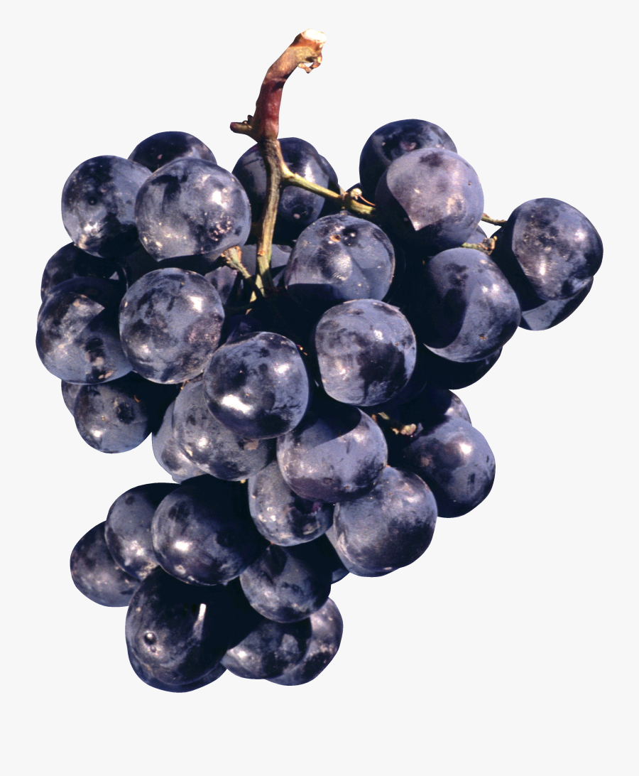 Transparent Grape Clipart - Concord Grape Png, Transparent Clipart