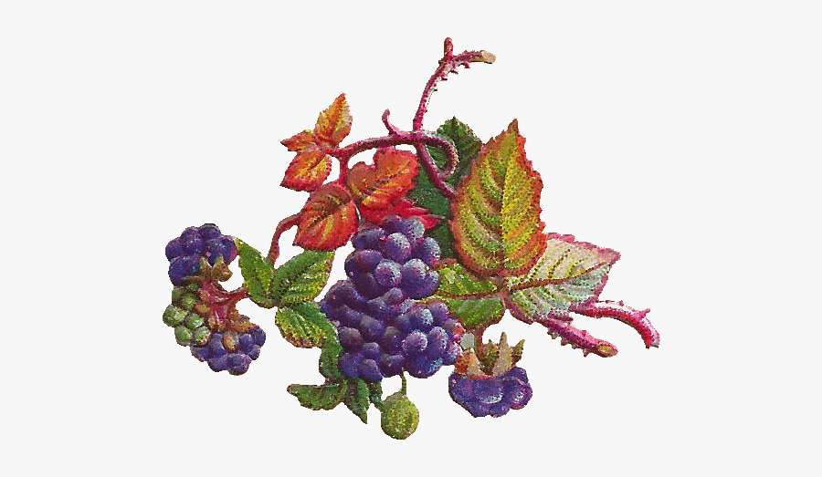 Seedless Fruit, Transparent Clipart
