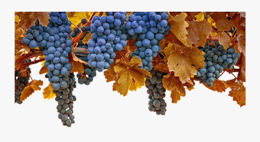 Transparent Green Grapes Clipart - Wonderful Fruit, Transparent Clipart