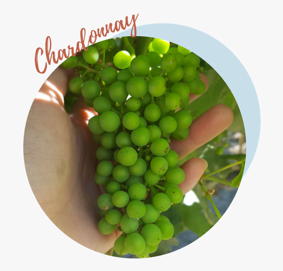 Seedless Fruit, Transparent Clipart