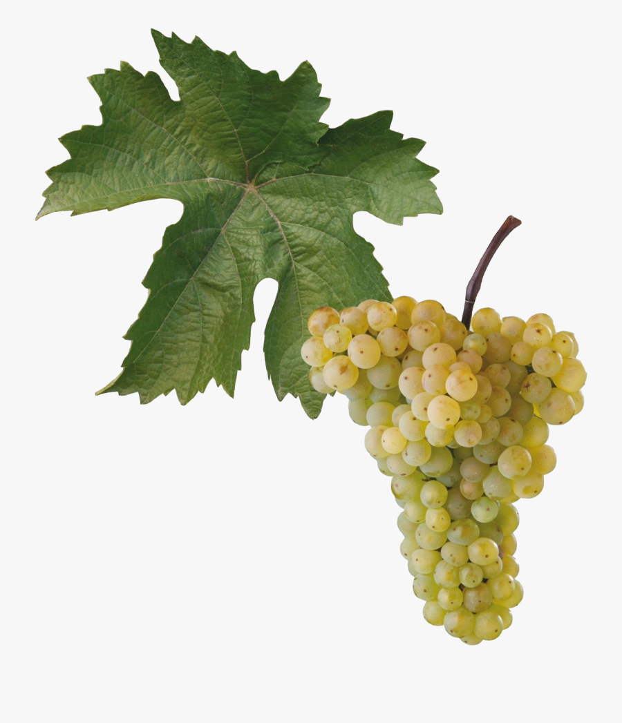 Aurelius Réva, Transparent Clipart