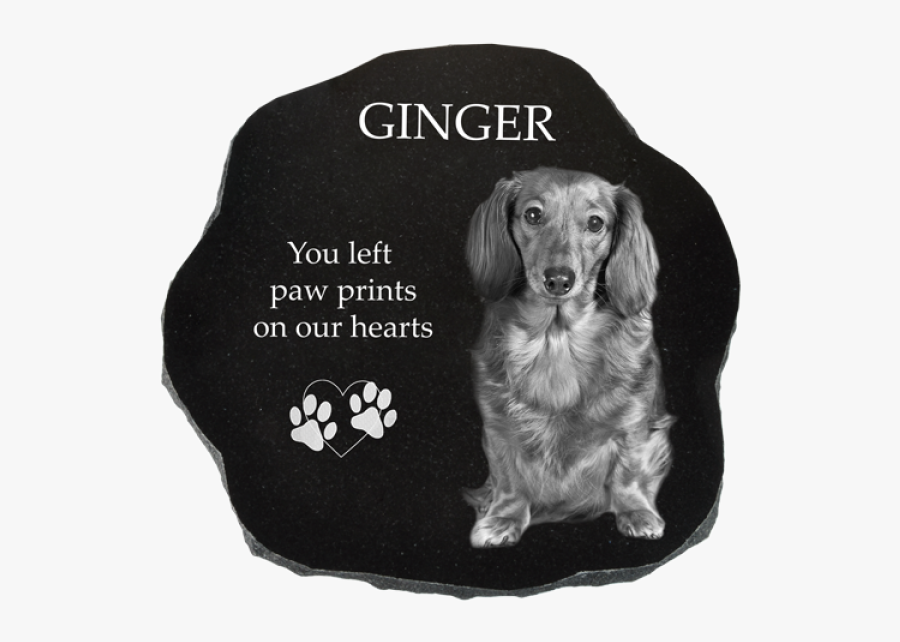 Dachshund, Transparent Clipart