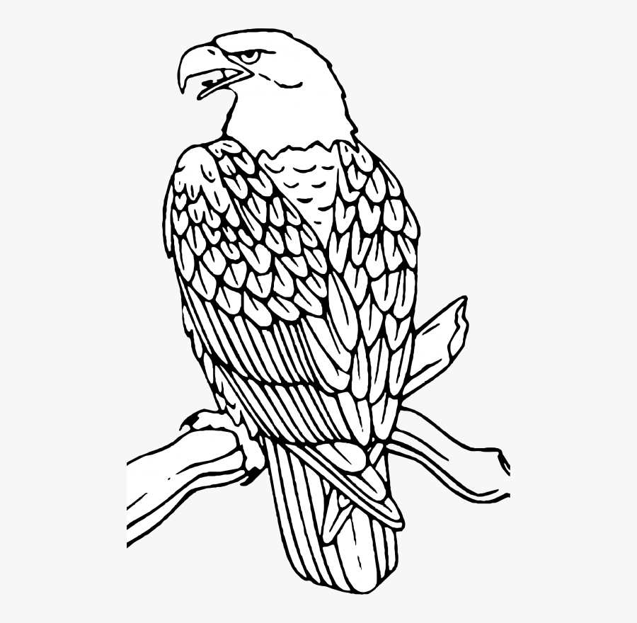 Eagle Coloring Clipart , Png Download - Bald Eagle To Color, Transparent Clipart