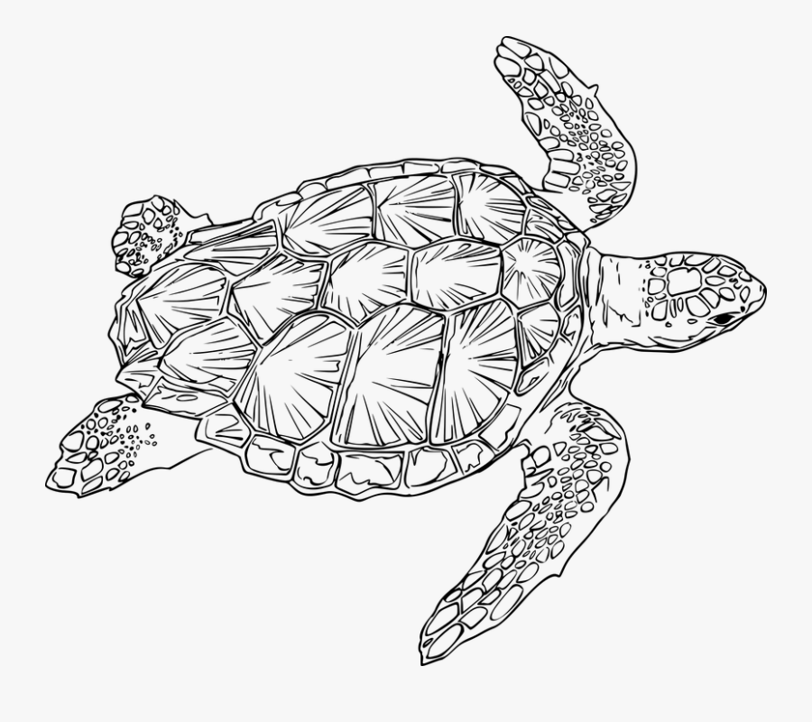 Realistic Turtle Black And White Clipart, Transparent Clipart