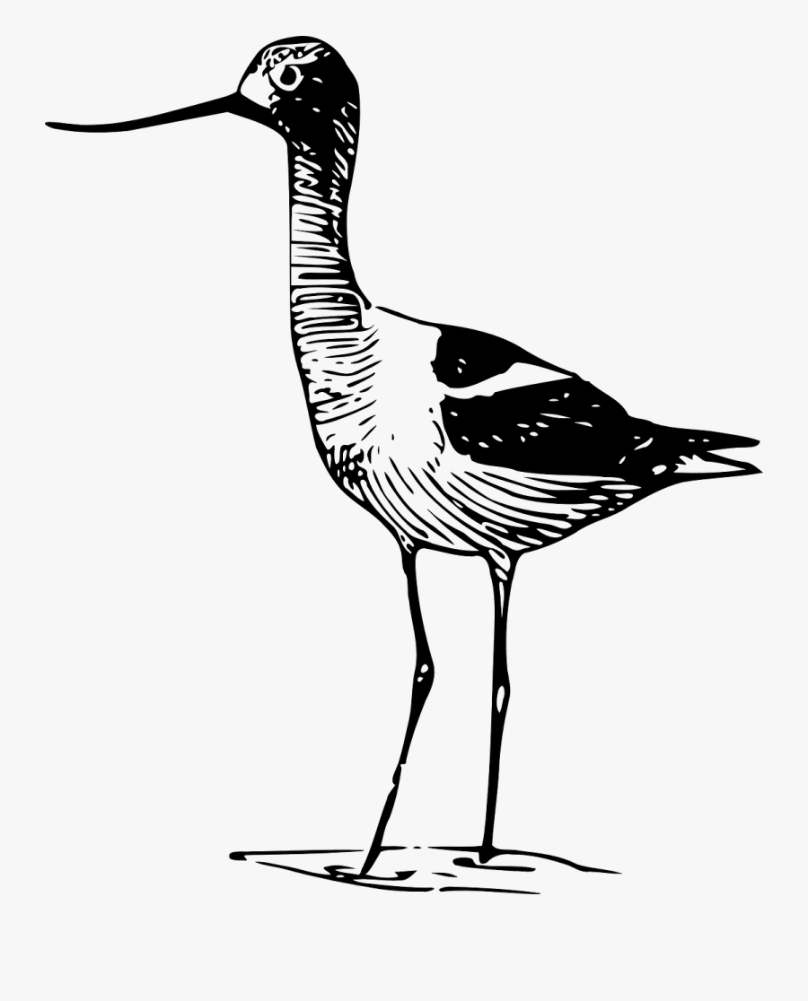 Transparent Pond Animals Clipart - Chevalier Echassier, Transparent Clipart