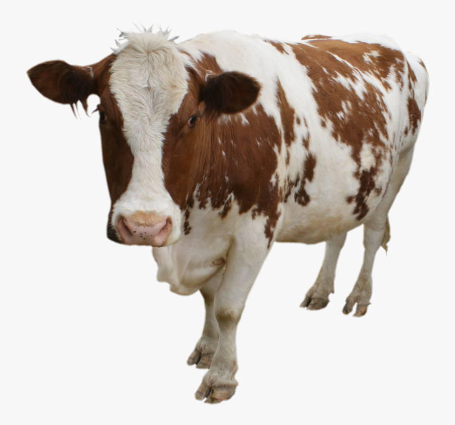 Cow Png, Transparent Clipart