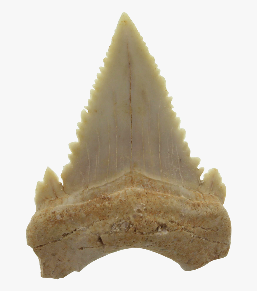 Authentic Shark´s Tooth Fossil - Quartz, Transparent Clipart