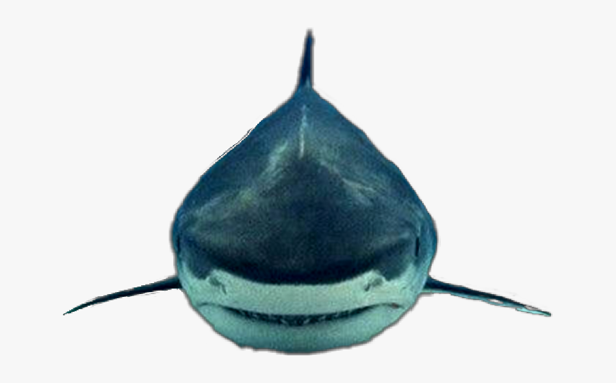 Shark Freetoedit - Freshwater Whipray, Transparent Clipart